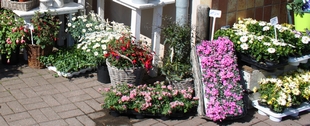 Sommerblumen