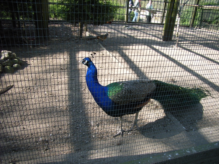 Vogelfolieren, dem Pfau ganz nah