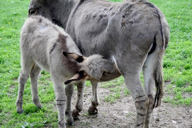 Eselfamilie im Wildpark Schwentinental