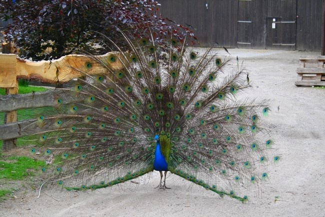 Der Pfau mit seinem Rad