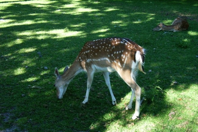 Reh beim äsen Wildpark Schwentinental