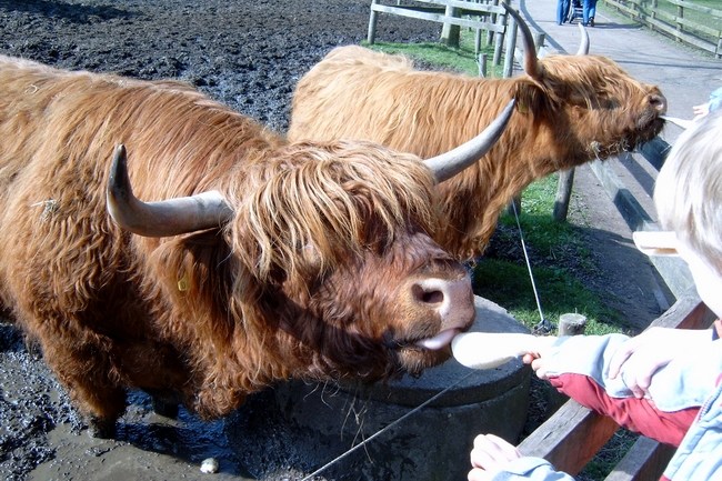 Galloways zu streicheln im Schwentinepark