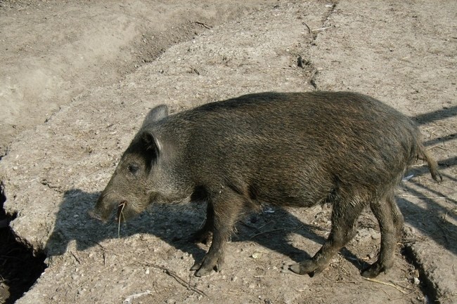 Wildpark Frischling