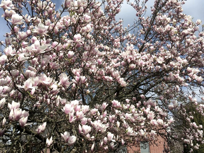 Magnolienblüte Raisdorf