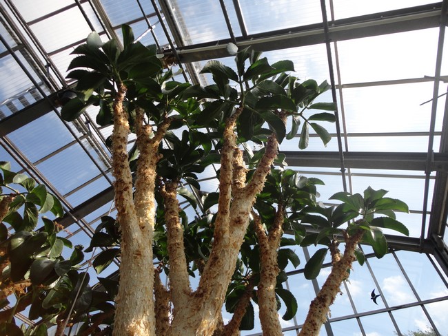 Botanischer Garten Kiel