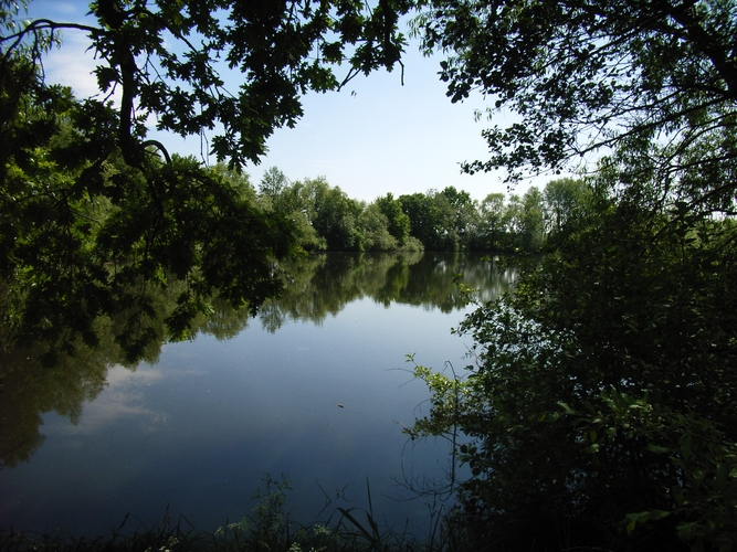 Früher Karpfenteich, heute Biotop Krötenteiche