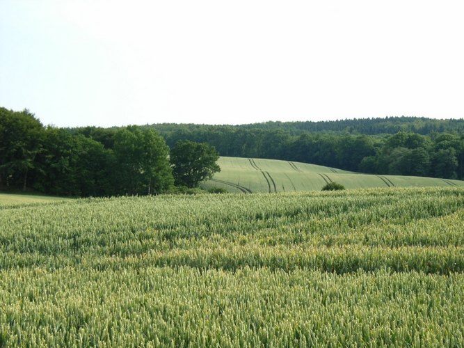Getreidefeld mit Blick Richtung Neuwühren