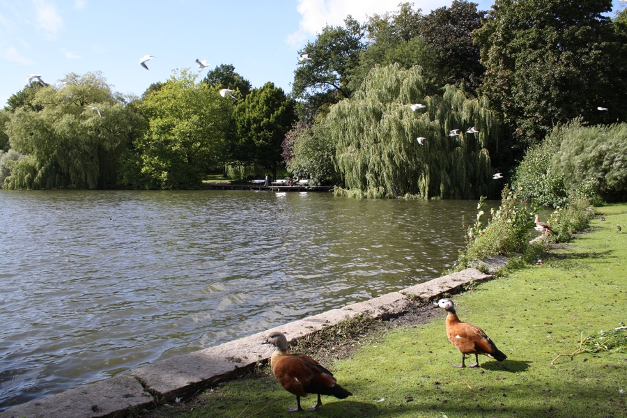 Enten füttern am Schreventeich in Kiel