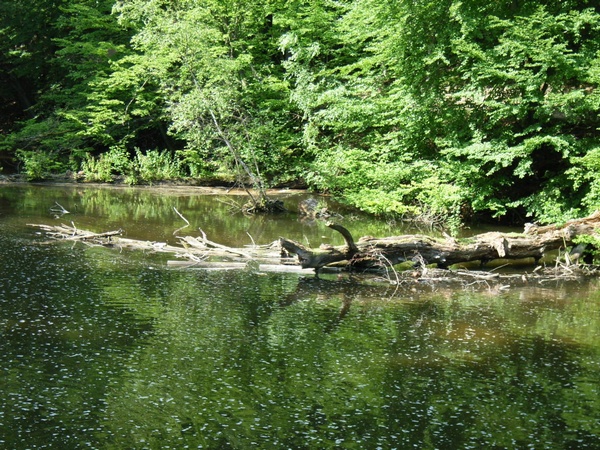 Schwentinelau in Raisdorf